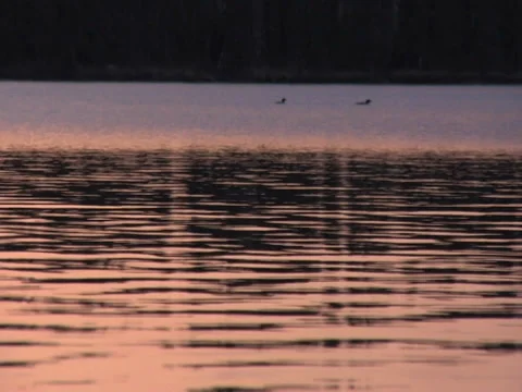 Loons On Evening Lake Stock Footage 35597033