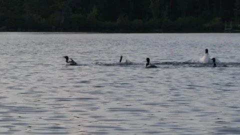Loons fighting 7-9-26 Stock Footage 340036126