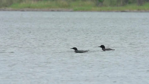 Loons floating on water Stock Footage 88343919