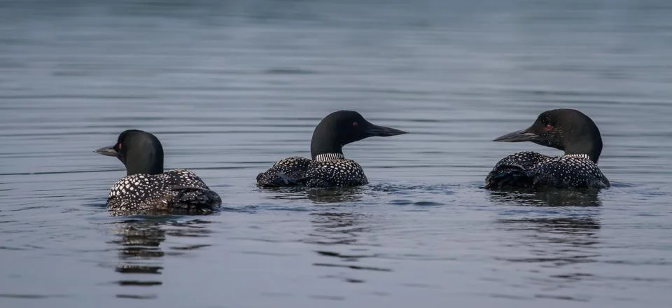 Loons Stock Photos