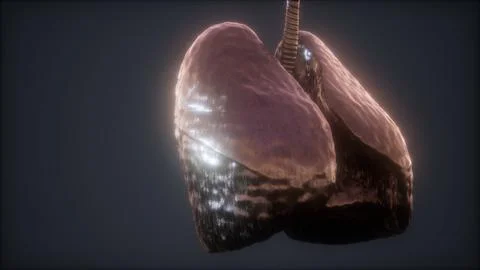 Loop 3d rendered medically accurate animation of the human lung Stock Illustration