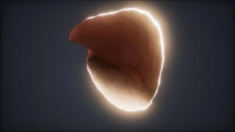 Loop 3d rendered medically accurate animation of the human liver Stock Illustration