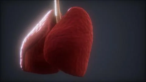 Loop 3d rendered medically accurate animation of the human lung Stock Illustration
