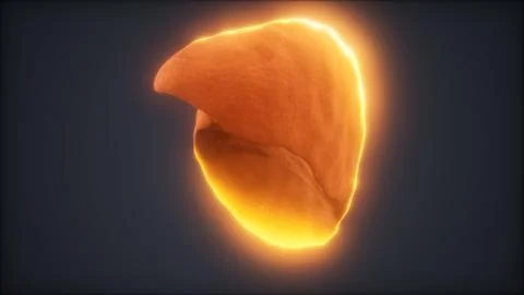 Loop 3d rendered medically accurate animation of the human liver Illustrazione stock