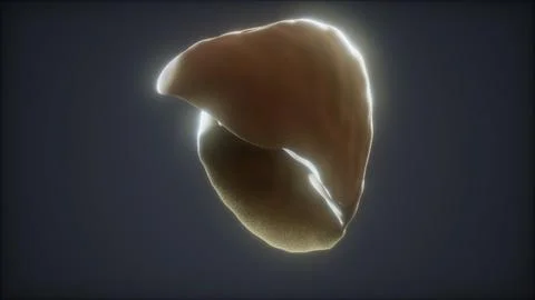 Loop 3d rendered medically accurate animation of the human liver Illustrazione stock
