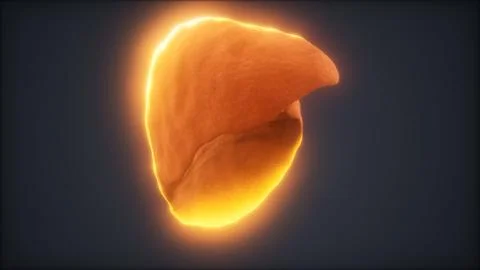Loop 3d rendered medically accurate animation of the human liver Illustrazione stock
