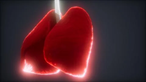 Loop 3d rendered medically accurate animation of the human lung Stock Illustration