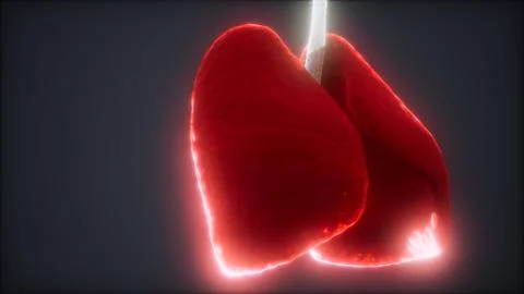 Loop 3d rendered medically accurate animation of the human lung Stock Illustration
