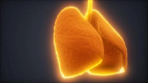 Loop 3d rendered medically accurate animation of the human lung loop 3d re... Stock Photos