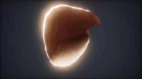 Loop 3d rendered medically accurate animation of the human liver loop 3d r... Stock Photos
