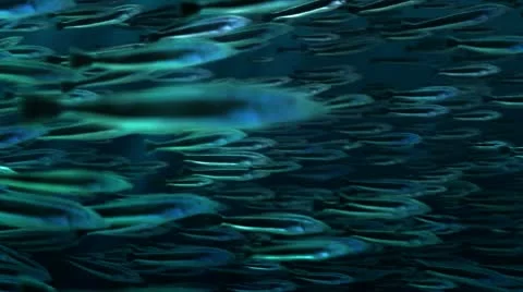 Loop-able fishes background Video stock 10597480
