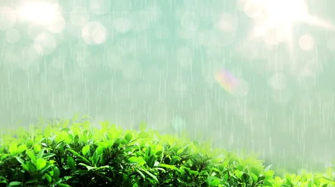 Loop able raining drops in lights on green leaf Stock-Footage 49833348