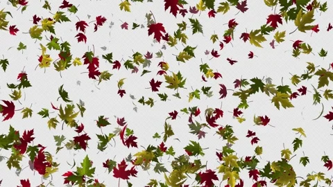 Loop and Transparent Maple Enchantment: ... | Stock Video | Pond5