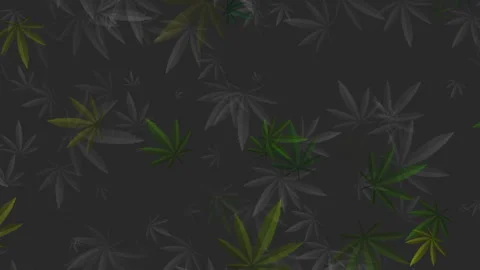 Loop animated pattern with marijuana leaves in dark green color. Abstract Video stock 284933126