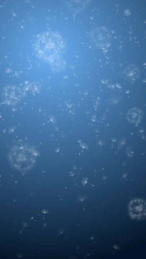 Loop animation of blowing white dandelion flower seeds flying on blue background Video stock 305630963