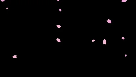 Loop animation of cherry blossoms falling diagonally fast on black background Stock Footage 282171196