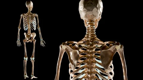 Loop animation of human male skeleton, skeletal system, bone structure Skull 스톡 동영상 276434870
