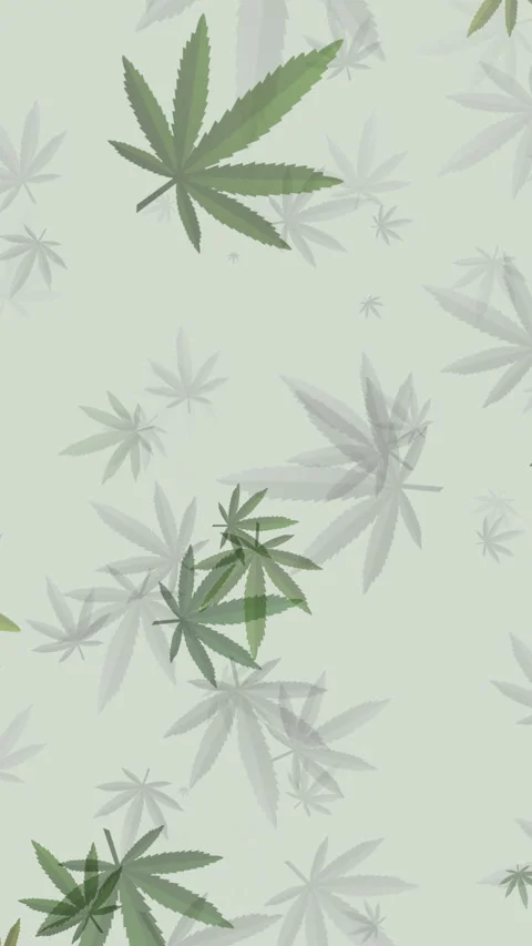 Loop animation pattern of green cannabis leaves on a light background. Stock Footage 289226037