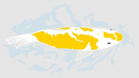 Loop animation of swimming carp, 4K anim... | Stock Video | Pond5