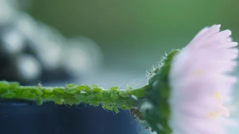 Loop. Aphids eat flower Stockbeeldmateriaal 89999209