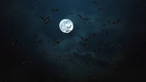Loop Bats Animation Halloween Black Bats Flying 4K animation on Green screen Vidéo 178013160