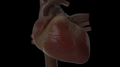 Loop Beating Heart Stock Footage 90941597