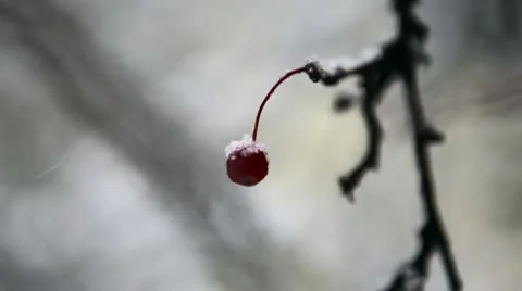 Loop: Berry on branch in snowstorm Stock Footage 14963941