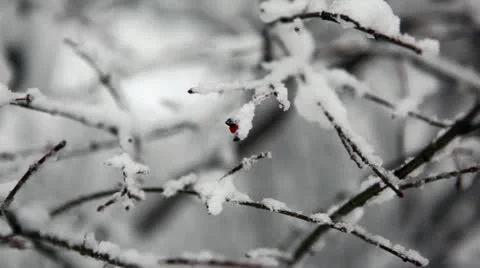 Loop: Branches with berry in snow close-up Stock Footage 14997561
