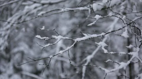 Loop: Branches in snow close-up Stock Footage 14980443
