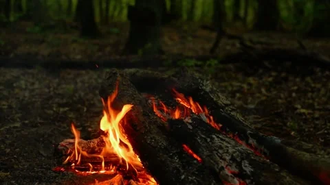 Loop of Bright Campfire Burning on Forest Floor 库存影片 342505108