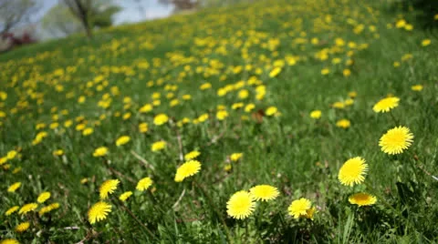 Loop: Bright yellow dandelions in expanse of grass Stock Footage 24672764