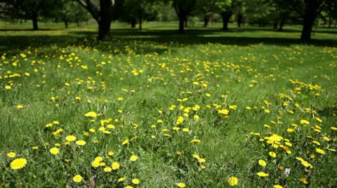 Loop: Bright yellow dandelions in expanse of grass and trees Stock Footage 24673647