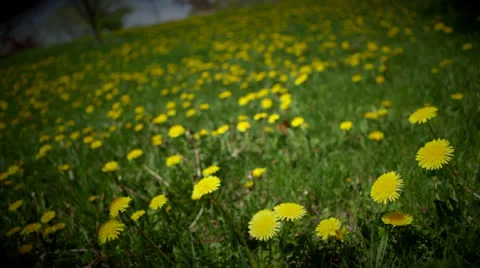 Loop: Bright yellow dandelions in expanse of grass Stock Footage 24674118