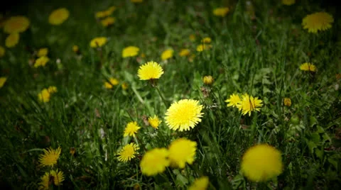 Loop: Bright yellow dandelions in expanse of grass Stock Footage 24674285