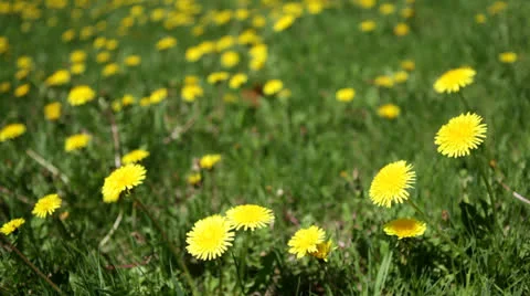 Loop: Bright yellow dandelions in expanse of grass Stock Footage 24674719
