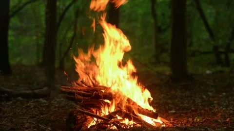 Loop of Campfire Burning in Forest Clearing Video stock 342504960