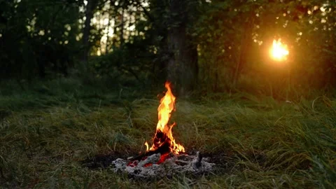 Loop of Campfire Burning in Forest Clearing at Sunset with Sound Stock Footage 342787977