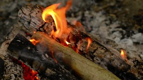 Loop of Campfire Burning in Forest with Crackling Audio Video stock 342504161