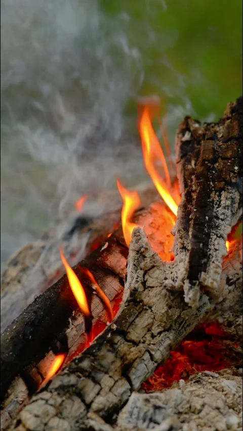 Loop of Campfire Burning in Forest Video stock 342504652