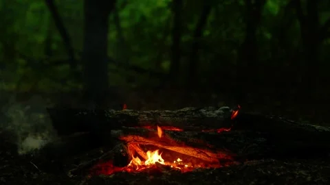 Loop of Campfire Burning on Forest Ground Video stock 342504969