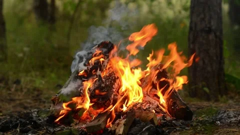 Loop of Campfire Burning in Woodland Stock-Footage 342504474