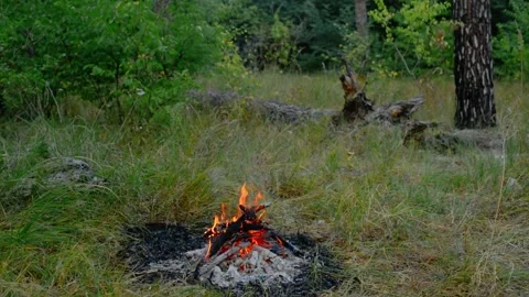 Loop of Campfire Burning in Woods with Crackling Audio Vídeos de archivo 342788042