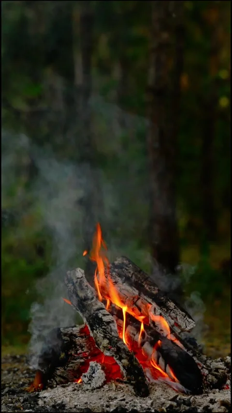 Loop of Campfire Coals and Firewood Video stock 342505351
