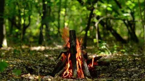 Loop of Campfire Flames and Smoke in Forest Stock Footage 342504667