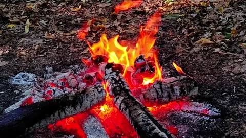 Loop of Campfire Flames in Woodland Video stock 342504822