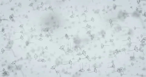 Loop dandelion seeds moving background Stock Footage 85582999