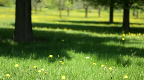 Loop: Dandelions and trees in a grassy park Stock Footage 24673363