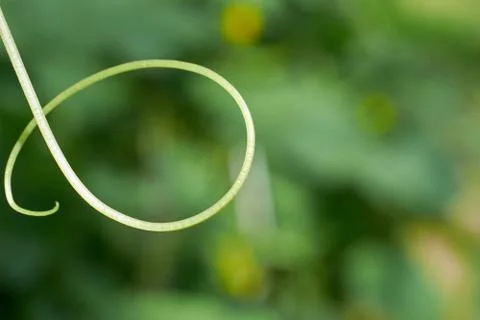 Loop escape young cucumber tendril cucumber Foto stock