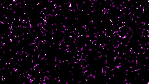 Loop Falling down Purple confetti on black background With Matte Channel Stock Footage 278917074