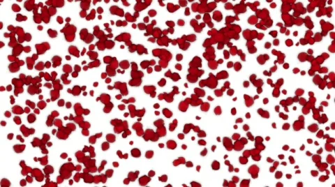 Loop of Falling Rose Leaves (with Alpha) Video stock 310216